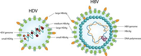 hdv 10|what is hdv virus.